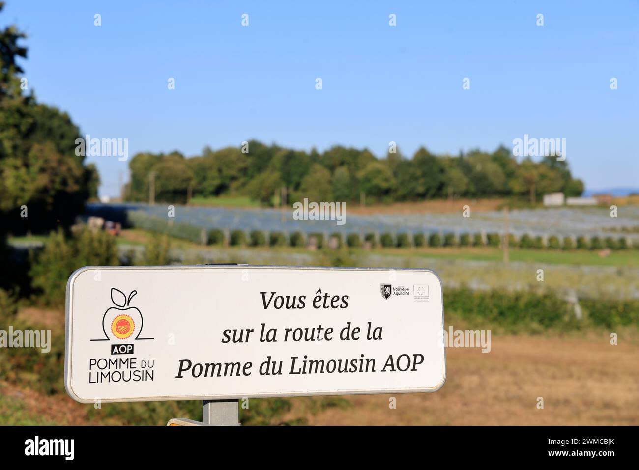 Apfelernte auf der „Limousin-Apfelstraße“ in Frankreich. Landwirtschaft, Apfelanbau, menschliche Ernährung und die Krise des landwirtschaftlichen Einkommens für Landwirte. Corrè Stockfoto