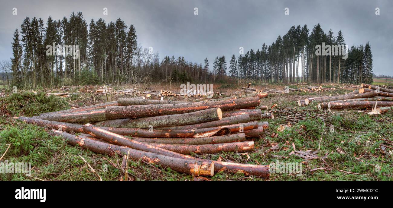 Was vom Wald nach dem Sturm übrig geblieben ist. Das Bild zeigt die Folgen des Klimawandels, eines abgeholzten Gebiets. Stockfoto