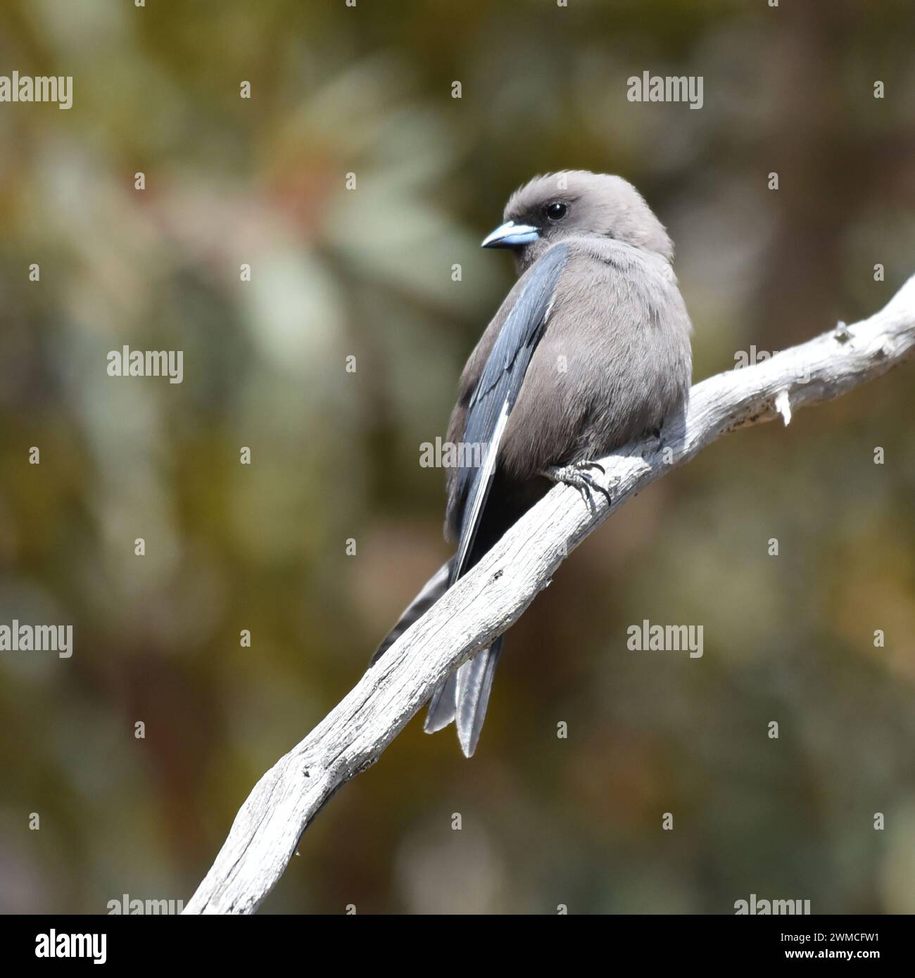 Die Dusky-Schwalbe (Artamus cyanopterus) lebt vor allem in offenen Eukalyptuswäldern und Wäldern Stockfoto