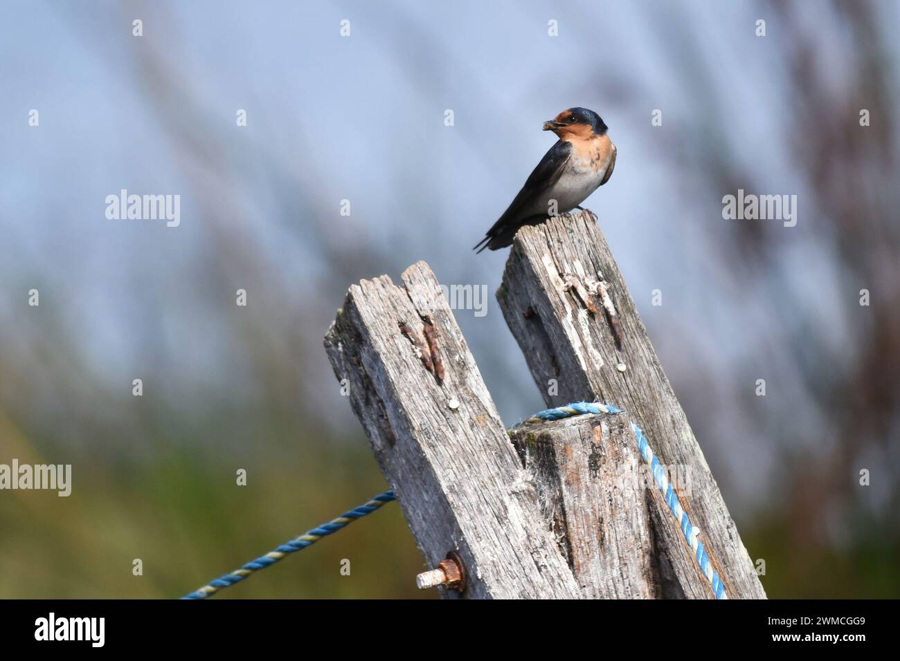 Willkommensschwalbe (Hirundo neoxena), die auf einem Zaunpfosten steht Stockfoto