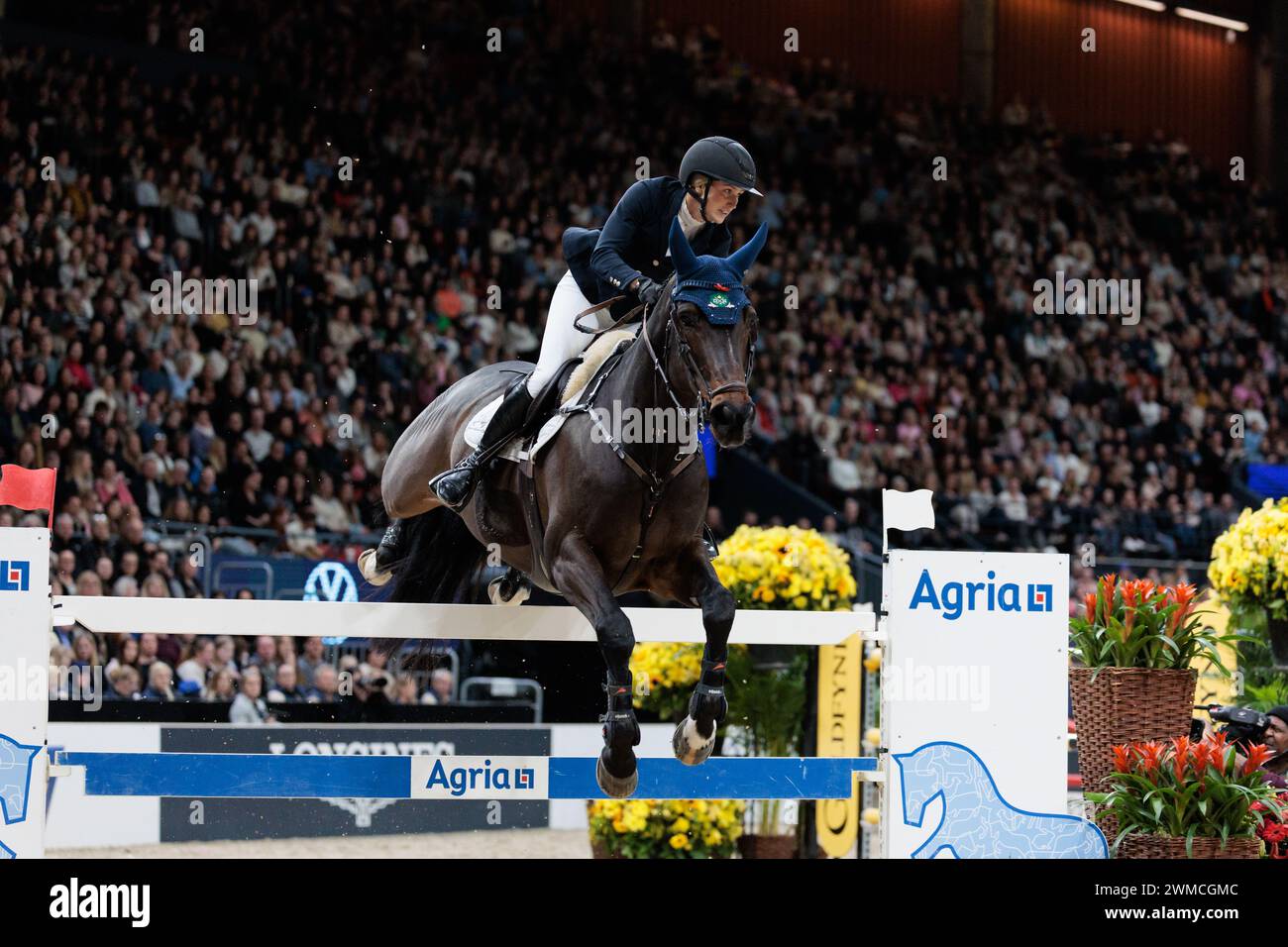 Göteborg, Schweden. Februar 2024. Jonna Ekberg aus Schweden mit Calypso de Beaufour während der CSI5*-W Longines FEI Jumping World Cup™ präsentiert von Volkswagen auf der Göteborg Horse Show am 25. Februar 2024 in Skandinavium, Schweden (Foto: Maxime David - MXIMD Pictures) Credit: MXIMD Pictures/Alamy Live News Stockfoto