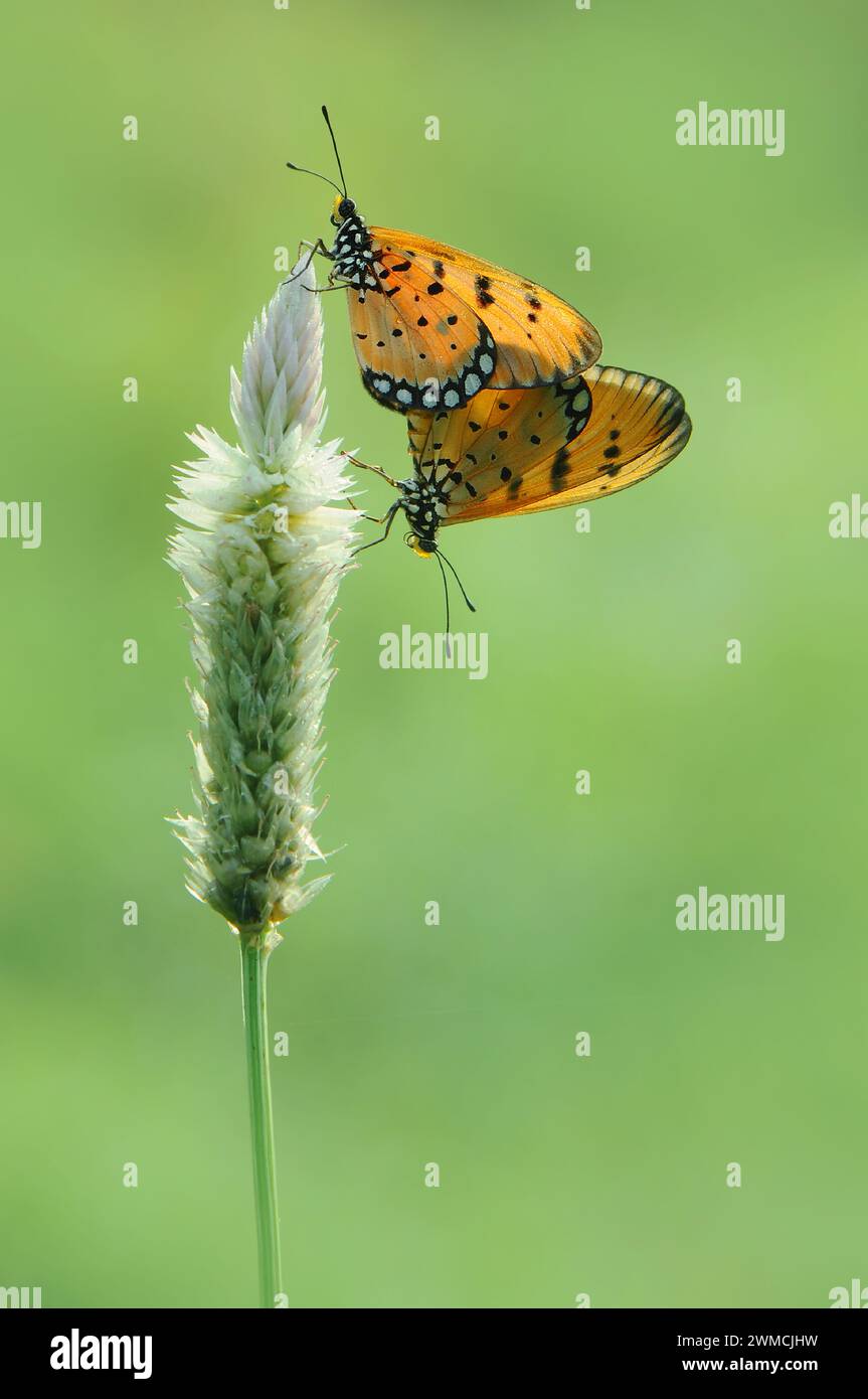 Nahprofil zweier Schmetterlinge, die sich auf einer Blume paaren, Indonesien Stockfoto