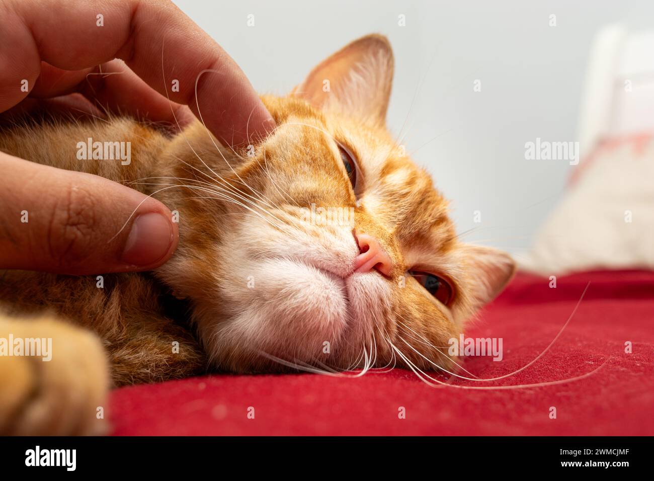 Ein Mensch streichelt süße orangene Tabbykatze, die auf dem Bett schläft Stockfoto