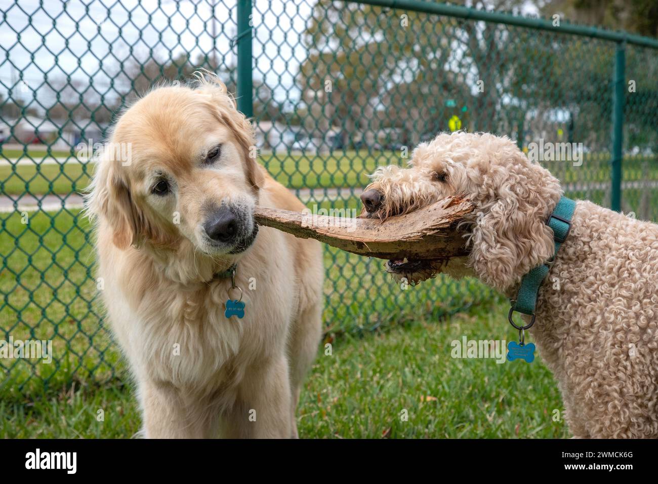 Nahaufnahme eines Golden Retriever und eines Labradoodles, die beide in einem Hundepark in Florida, USA, ein Stück Holz beißen Stockfoto