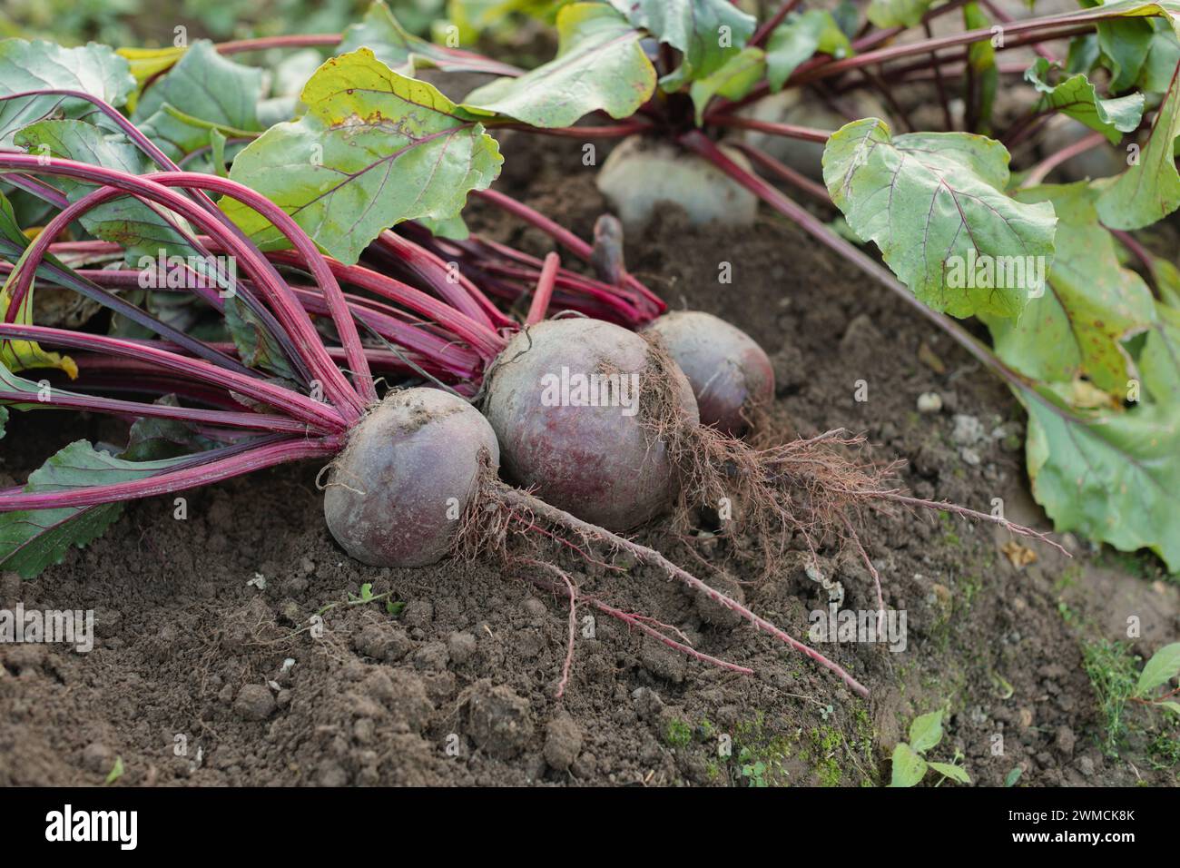 Nahaufnahme von frisch geernteten Roten Bete in einem Gemüsegarten in Weißrussland Stockfoto