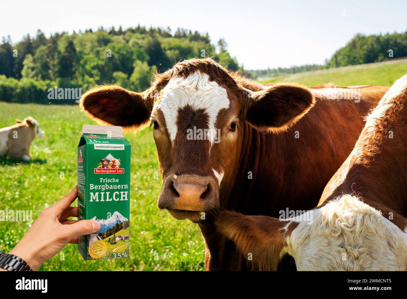25. Februar 2024: Braune Kuh auf einer Weide. Person, die einen Karton Berchtesgadener Landmilch neben der Kuh hält. Konzept Milchpreis und Produktion in Verbindung mit Milchprodukten. FOTOMONTAGE *** Braune Kuh steht auf einer Weide. Person hält eine Tüte Milch von Berchtesgadener Land neben die Kuh. Konzept Milchpreis und Produktion im Zusammenhang mit Milcherzeugnissen. FOTOMONTAGE Stockfoto