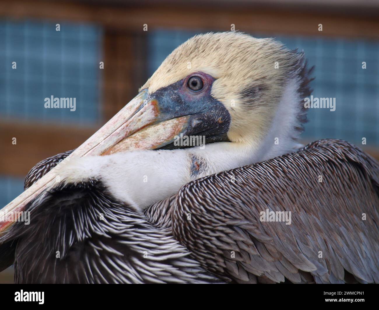 Nahaufnahme des Kopfes eines verwundeten Pelikans. Gute Details des Auges. Stockfoto