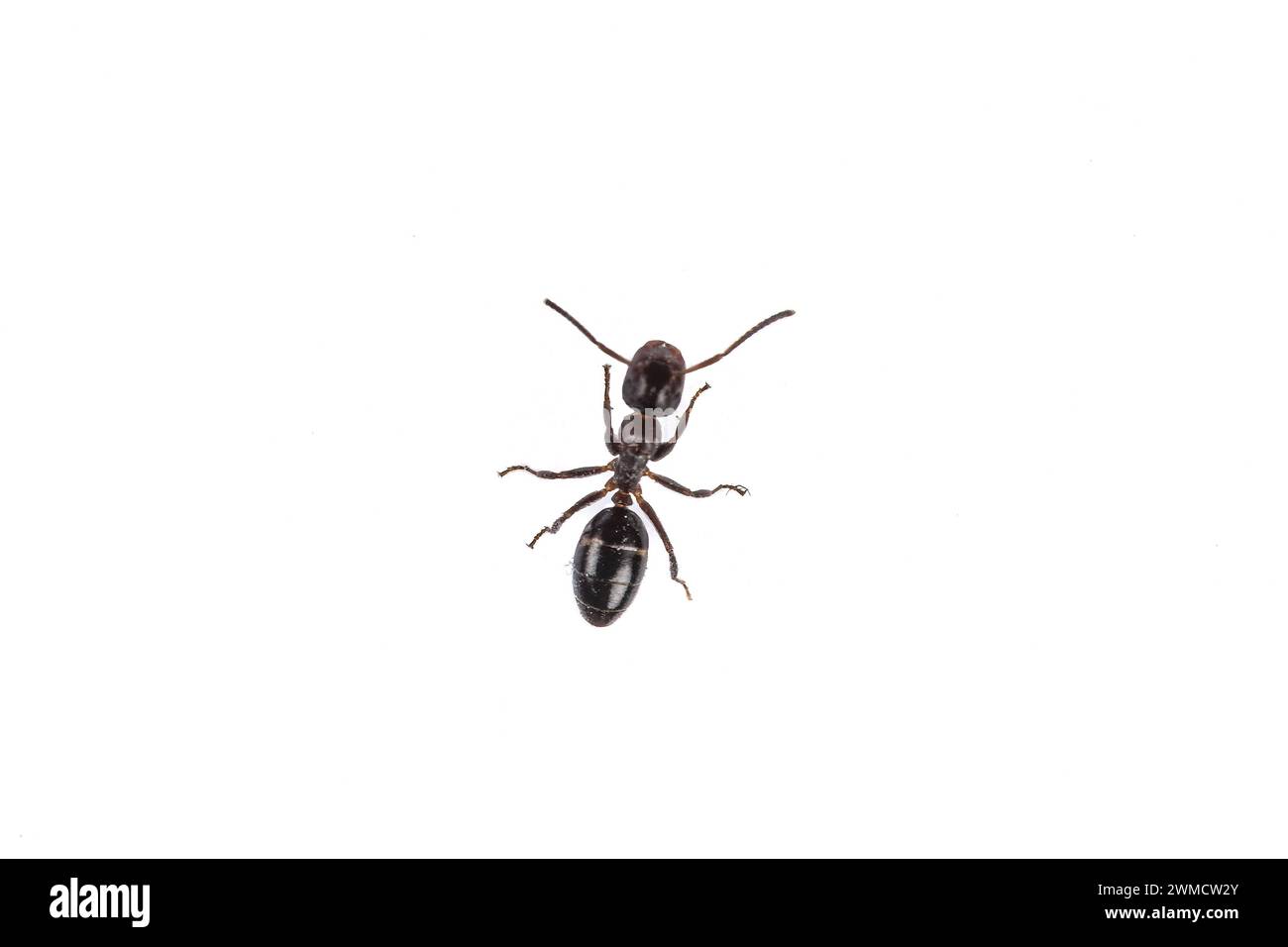 Einzelgänger Ant: Nahaufnahme eines winzigen Krabbelinsekts auf weißem Hintergrund, sechsbeiniger Arbeiter Stockfoto