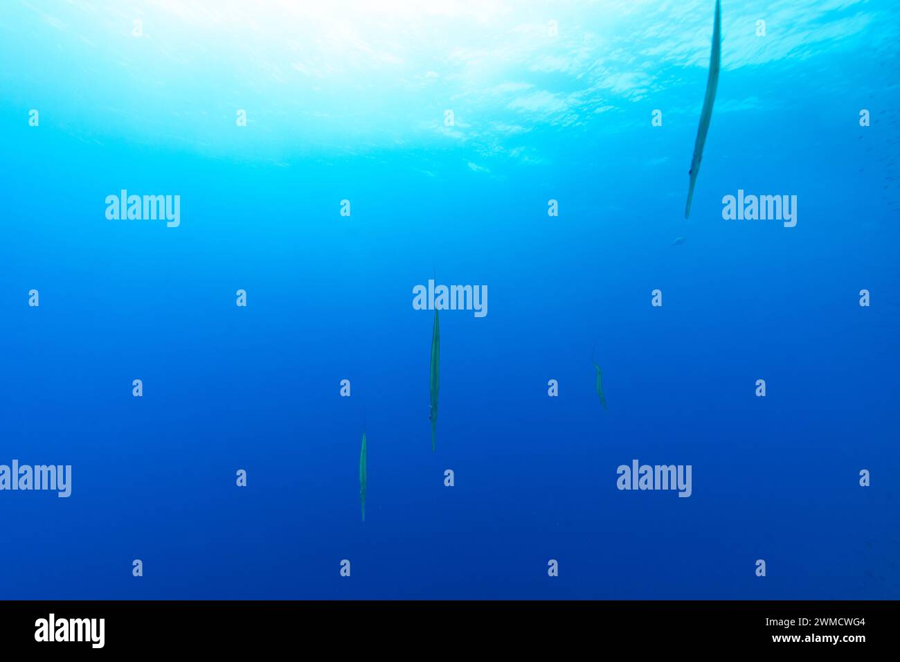 Eine Schule von Pfeifenfischen hängt und schwimmt im klaren blauen Wasser Stockfoto