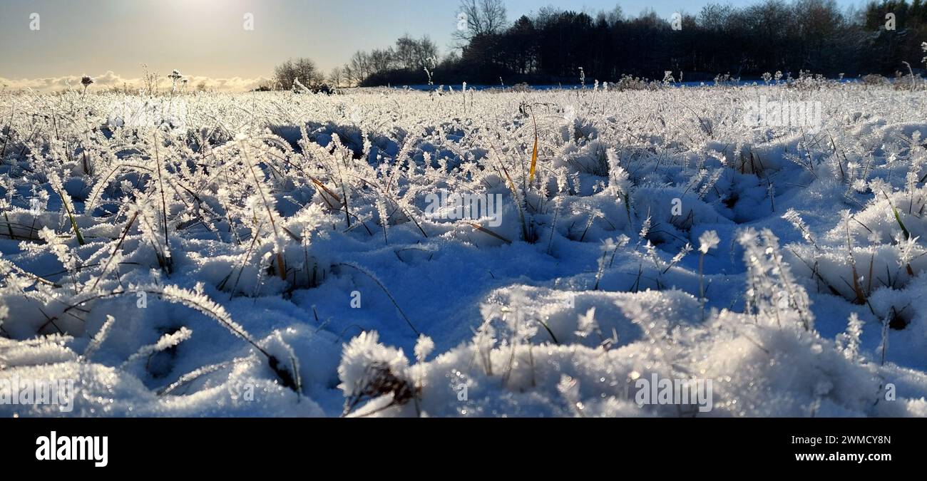 Schneebedecktes Feld im Sonnenlicht mit weit entfernten Bäumen Stockfoto