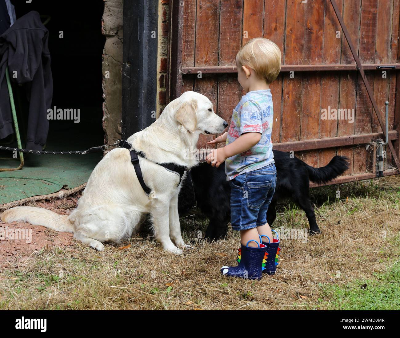 Ein junger männlicher Junge, der einem goldenen Retriever-Hund Hallo sagt. Das Kind hat eine Hand unter der Nase des Hundes, an der der Hund ein Gurtzeug trägt. Stockfoto