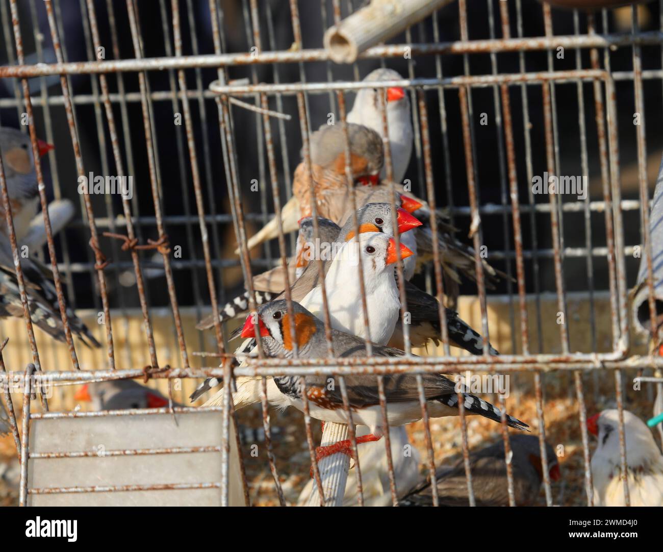 Kleine Vögel mit roten Schnäbeln im Käfig des Tierhandwerks, bereit zum Verkauf Stockfoto