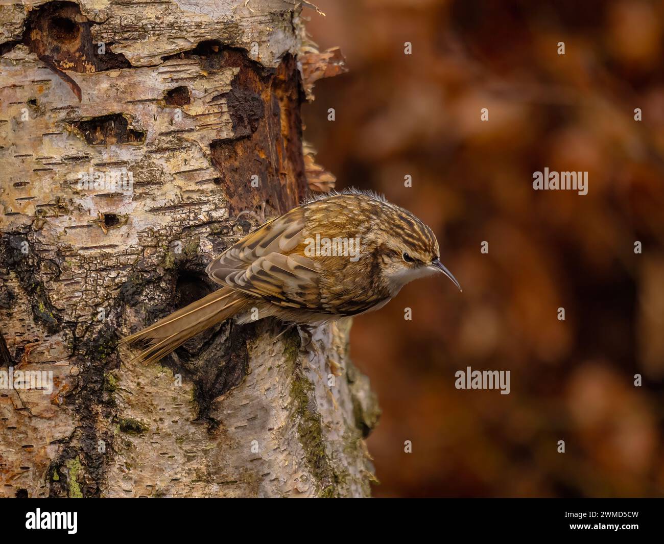 Treecreeper Scottish Borders Stockfoto