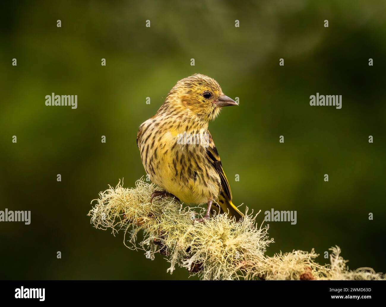 Siskin Hawick Grenzt An Schottland Stockfoto