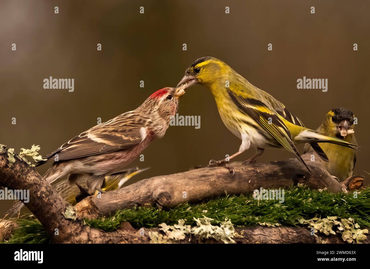 Siskin Hawick Grenzt An Schottland Stockfoto