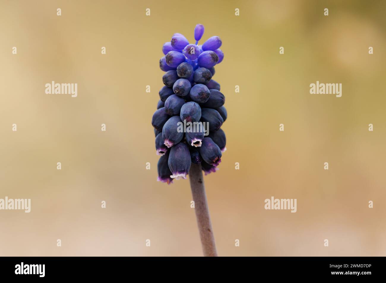 Hyazinthe aus breitblättrigen Trauben, Muscari neglectum, mit hübschem Bokeh in Alcoi, Spanien Stockfoto