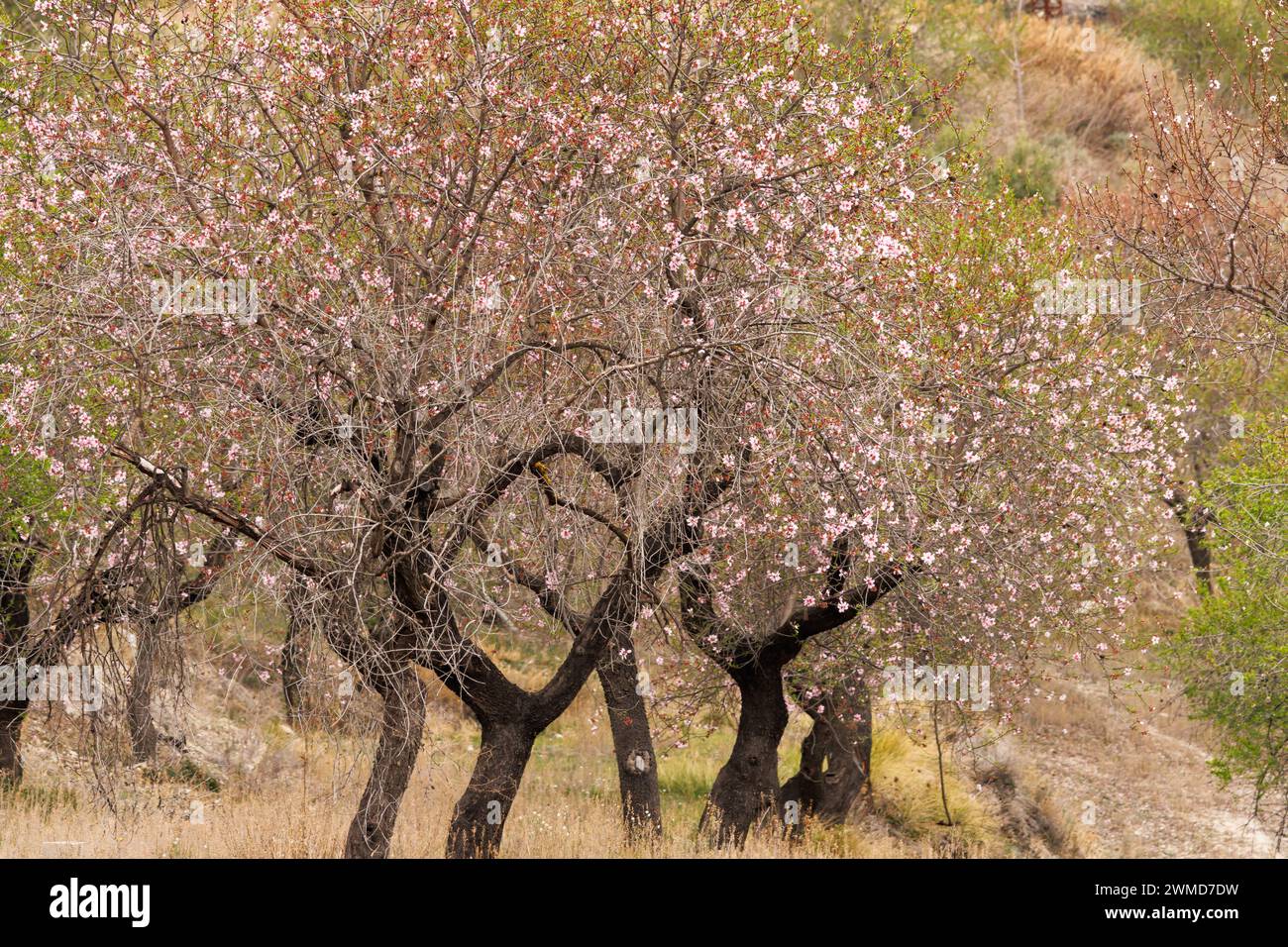 Anbau von Mandelbäumen in Blüte bei bewölktem Tageslicht, Alcoy, Spanien Stockfoto