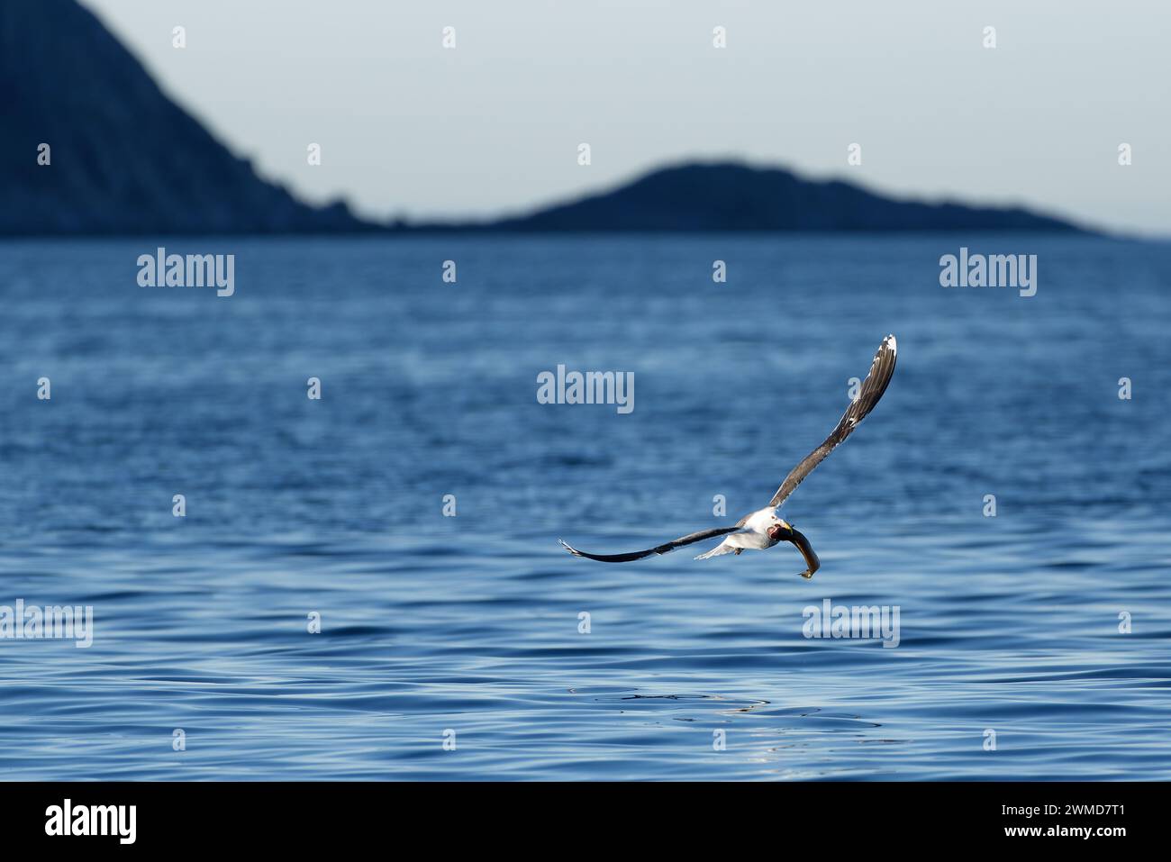 Eine große Schwarze Möwe, die über dem Meer fliegt und frischen Kegelfang im Nordnorwegischen Arktischen Ozean bietet. Stockfoto