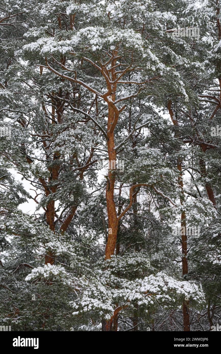 Kiefer bedeckt mit Schnee in der Winterwaldszene Stockfoto