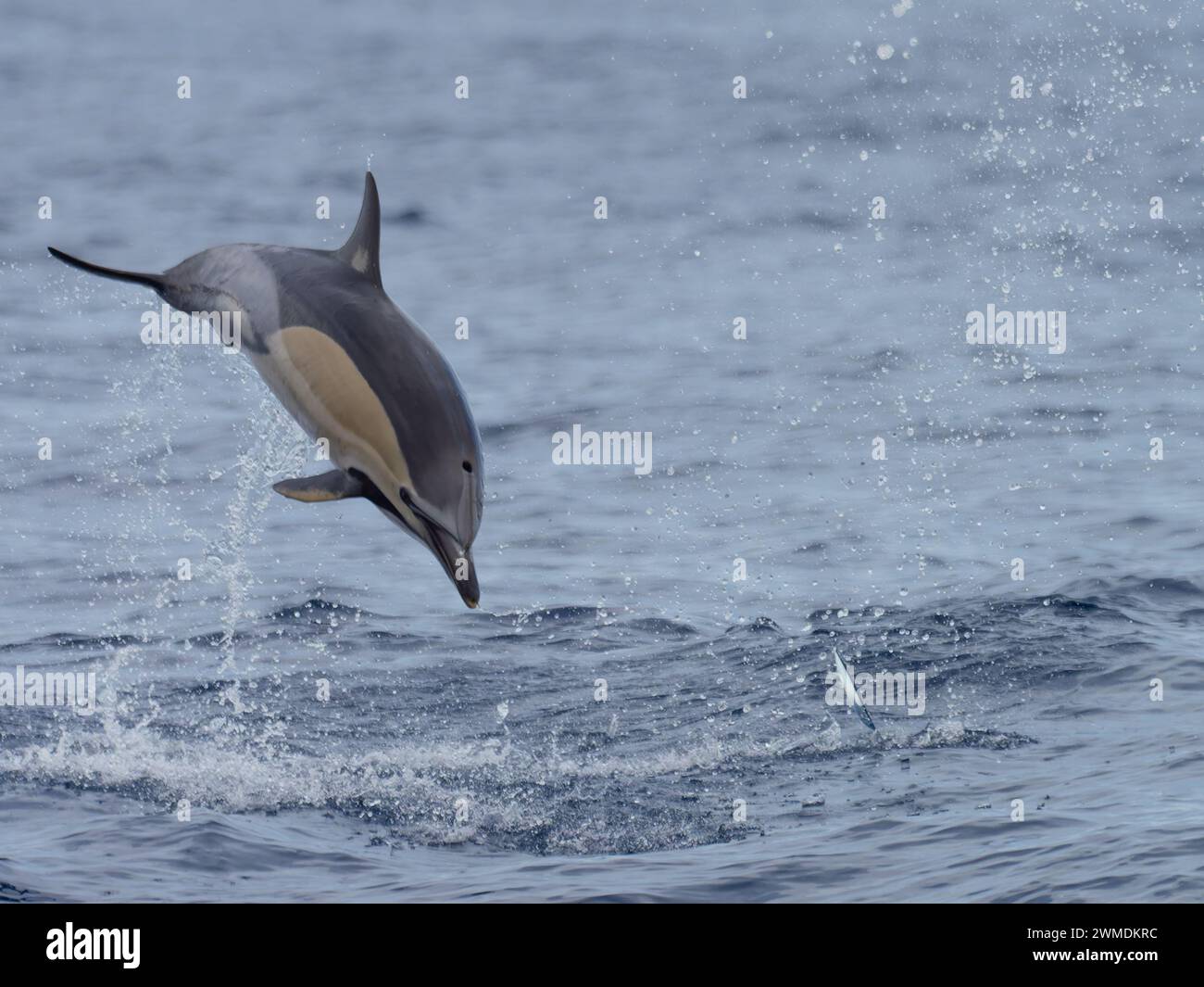 Ein springender gemeiner Delfin, Delphinus delphis. Stockfoto