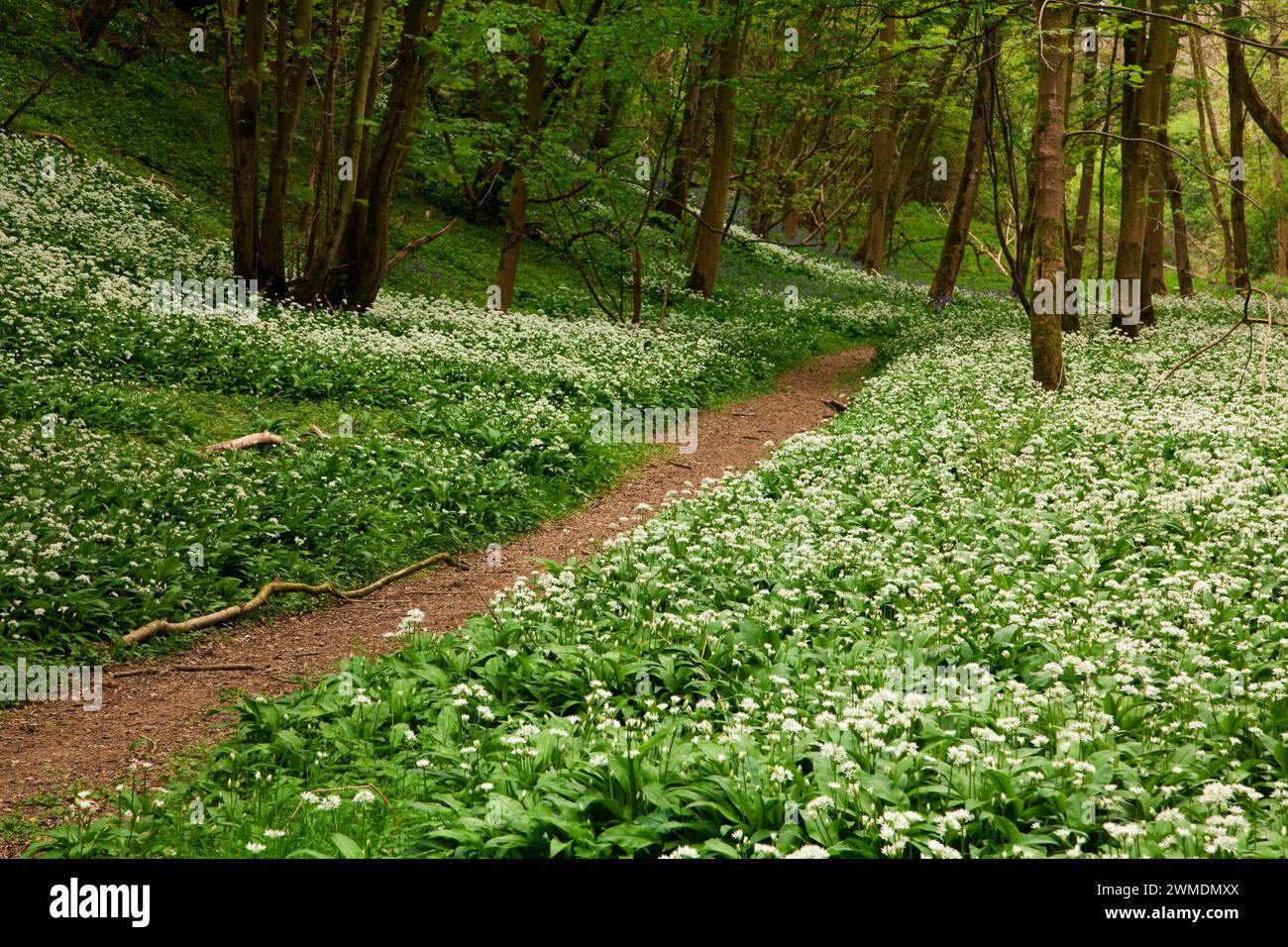 Robin Hood's Howl im Frühjahr, North Yorkshire, Großbritannien Stockfoto