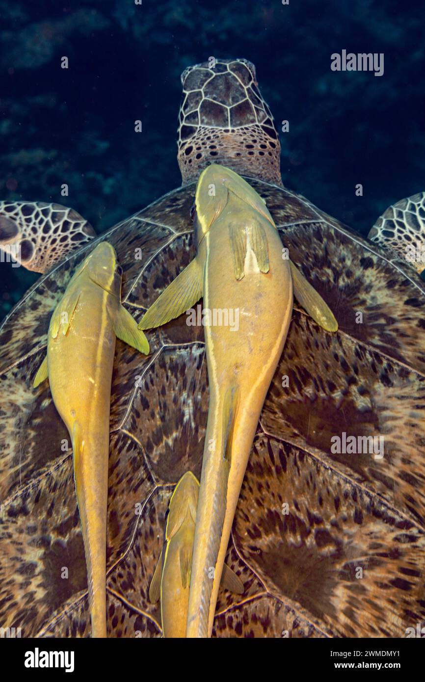 2 gemeine Remorafische, Remora remora, an der Schale einer Grünen Meeresschildkröte, Chelonia mydas, schwimmen in blauen tropischen Gewässern Stockfoto