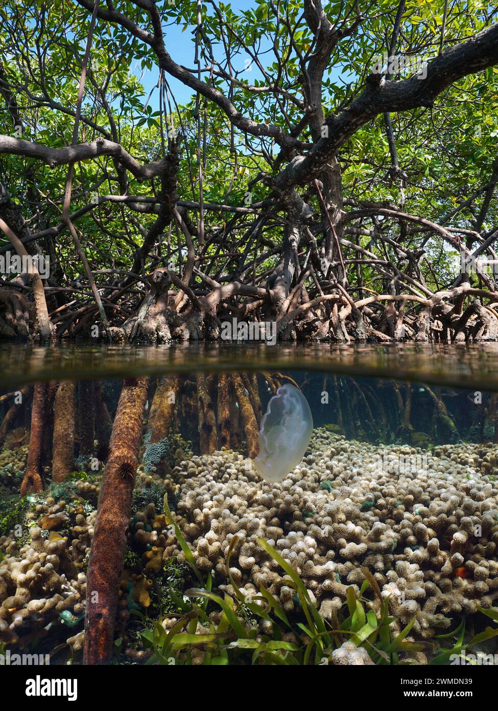 Mangrovenbaum in der Karibik mit Fingerkorallen und einer Mondqualle unter Wasser, geteilter Blick über und unter der Wasseroberfläche, natürliche Szene, Panama Stockfoto