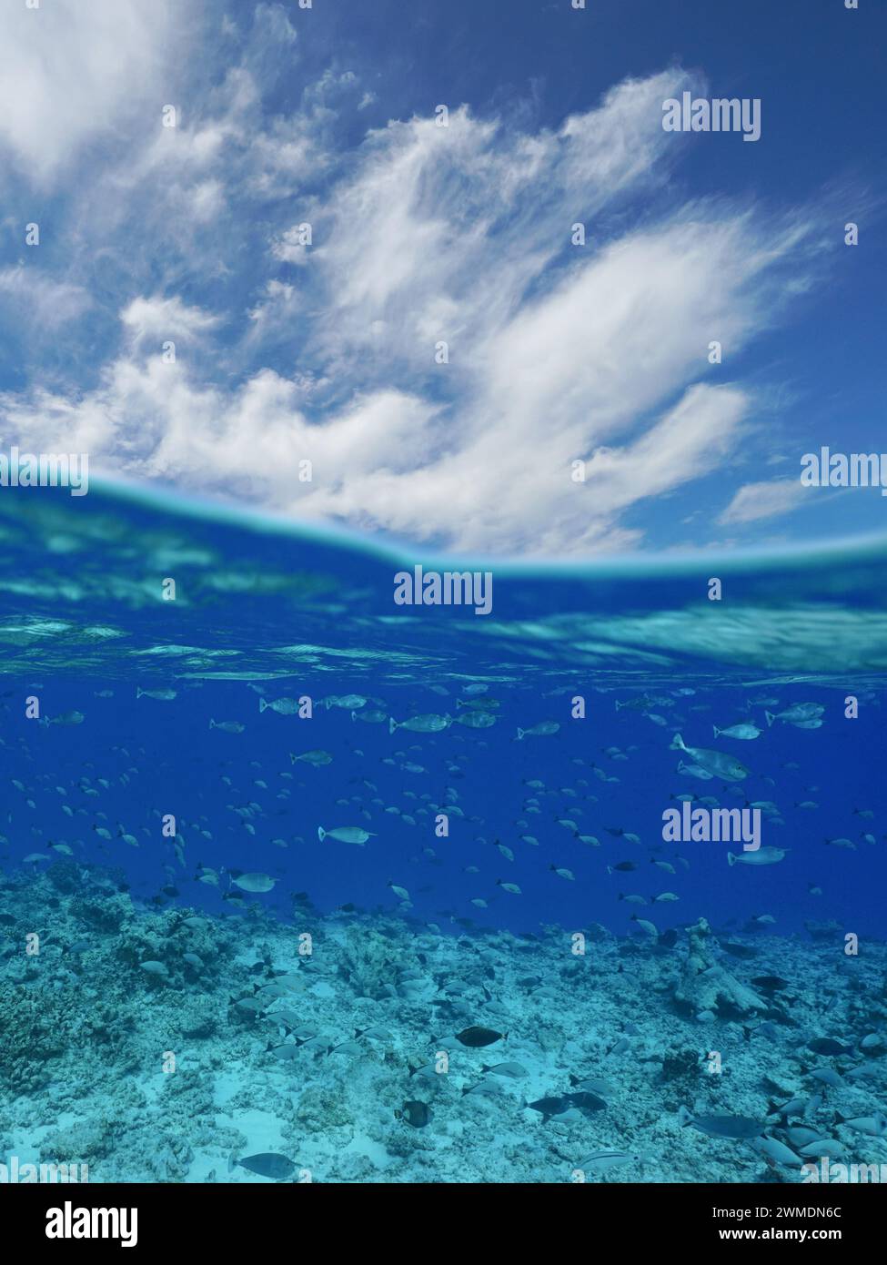 Fischschule unter Wasser mit blauem Himmel und Wolken, südpazifischer Ozean, geteilter Blick über und unter Wasser, natürliche Szene, Französisch-Polynesien Stockfoto