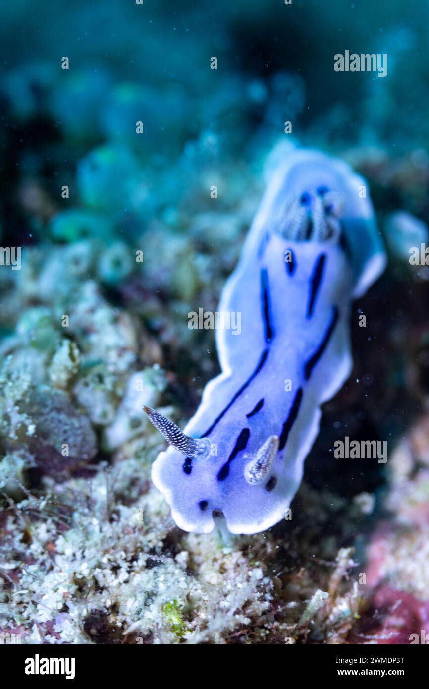 Makroansicht der farbenfrohen violetten Nacktschnecke, Nudibranchia, Meeresschnecke, die entlang tropischer Korallenriffe kriecht Stockfoto