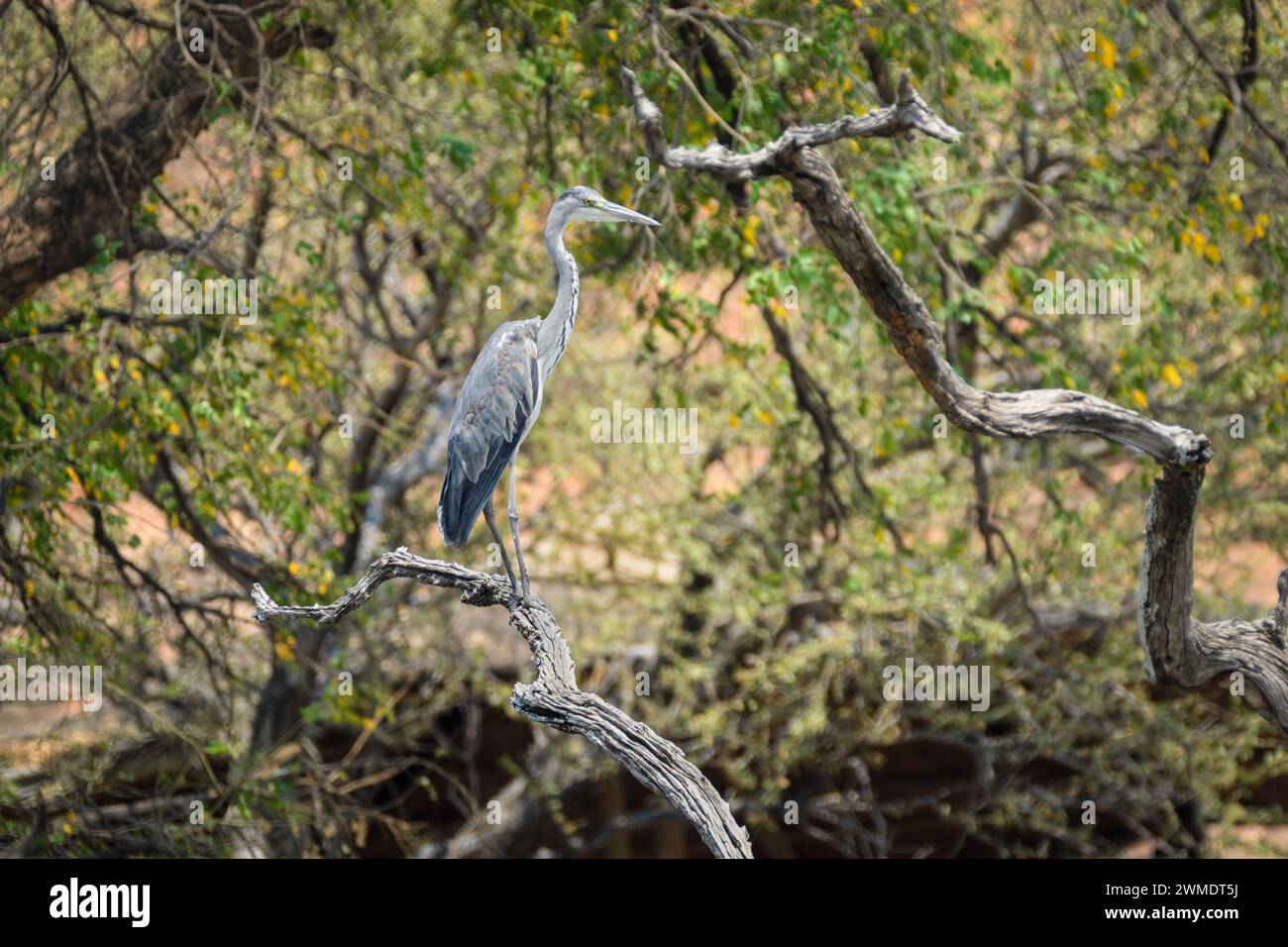 Graureiher, Ardea cinerea, Mashatu Game Reserve, Botswana Stockfoto