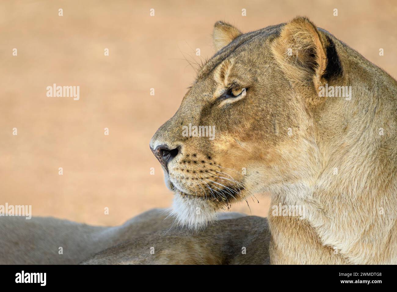 Weiblicher Löwe, Panthera leo melanochaita, Mashatu Game Reserve, Botswana Stockfoto