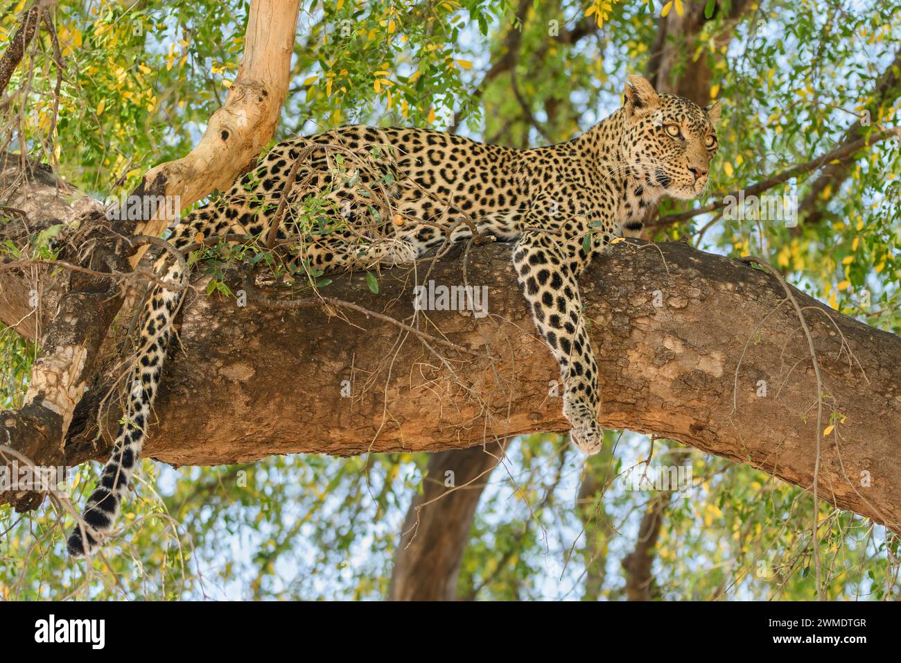 Panthera pardus pardus, bekannt als Mathoja, Mashatu Game Reserve, Botswana Stockfoto