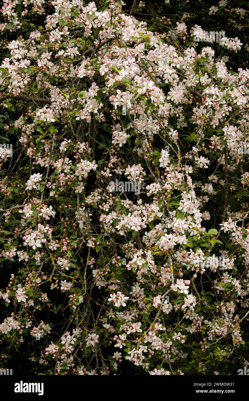 Malus sylvestris 'Krabbenapfel' - BLÜTE Stockfoto