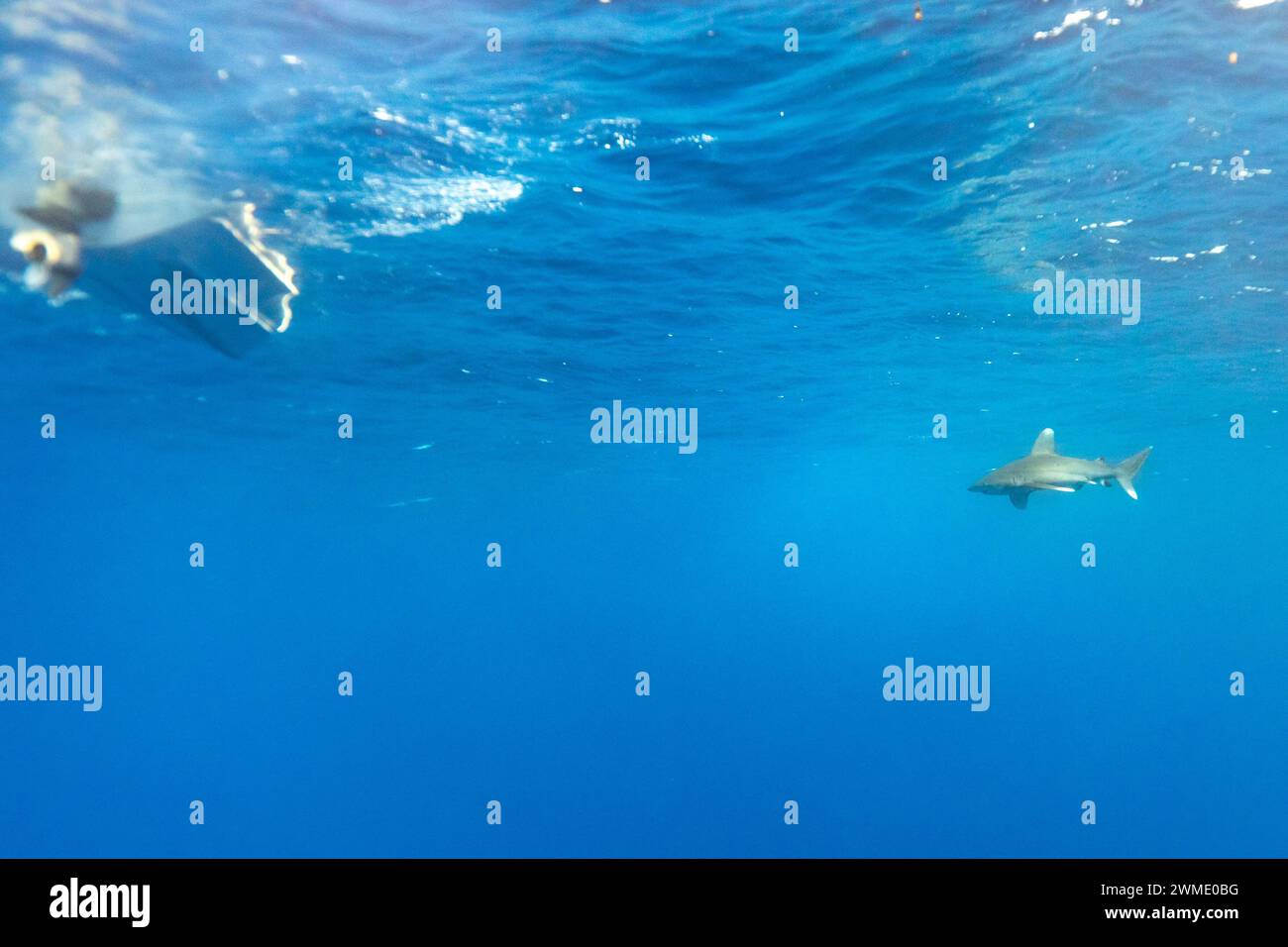 Der Weißspitzenhai Carcharhinus longimanus schwimmt in klarem, blauem tropischem Wasser an der Oberfläche Stockfoto