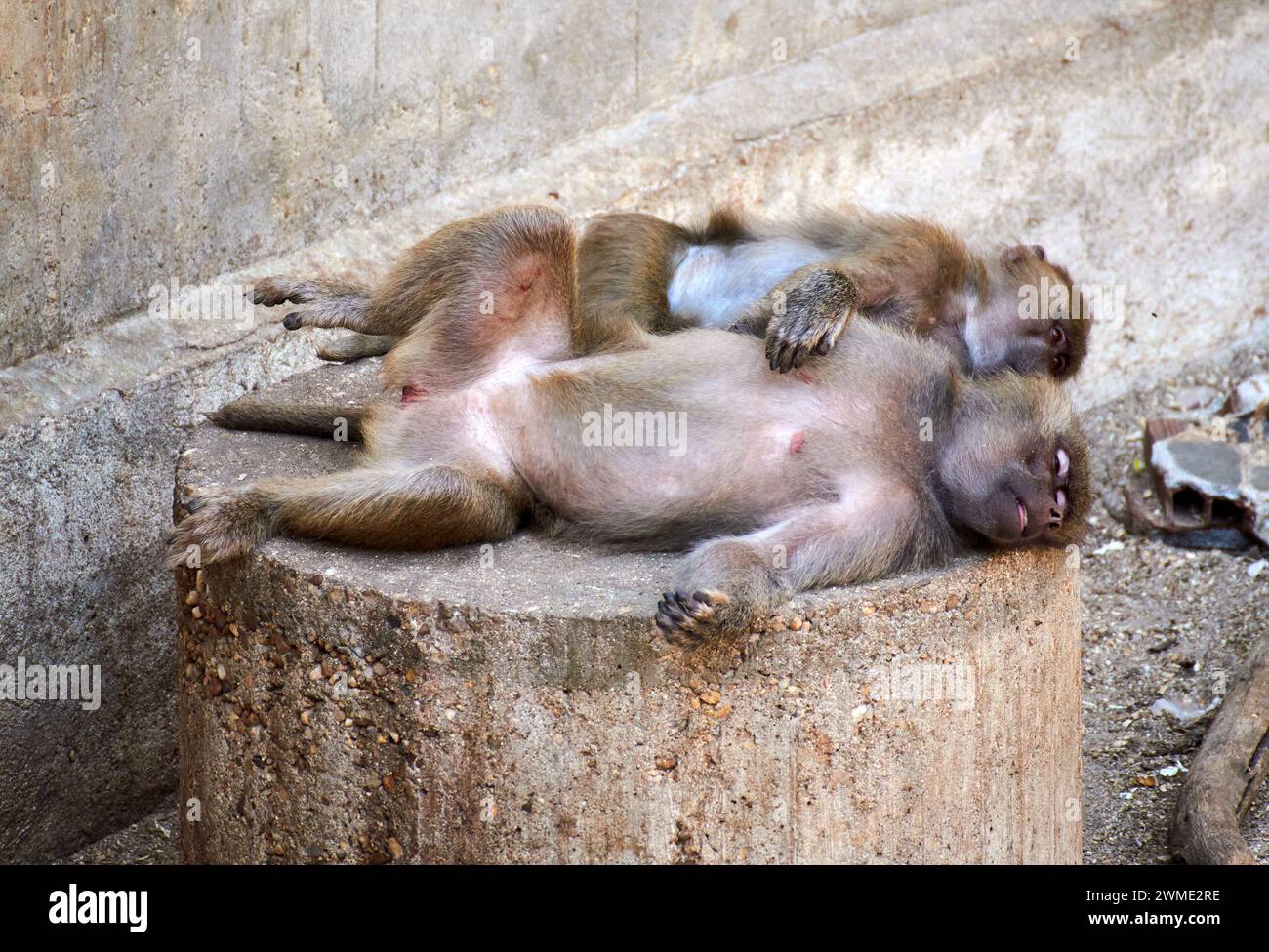 Zwei Affen schlafen friedlich kopfüber auf einem Felsen und fangen einen skurrilen Nickerzeitpunkt ein Stockfoto