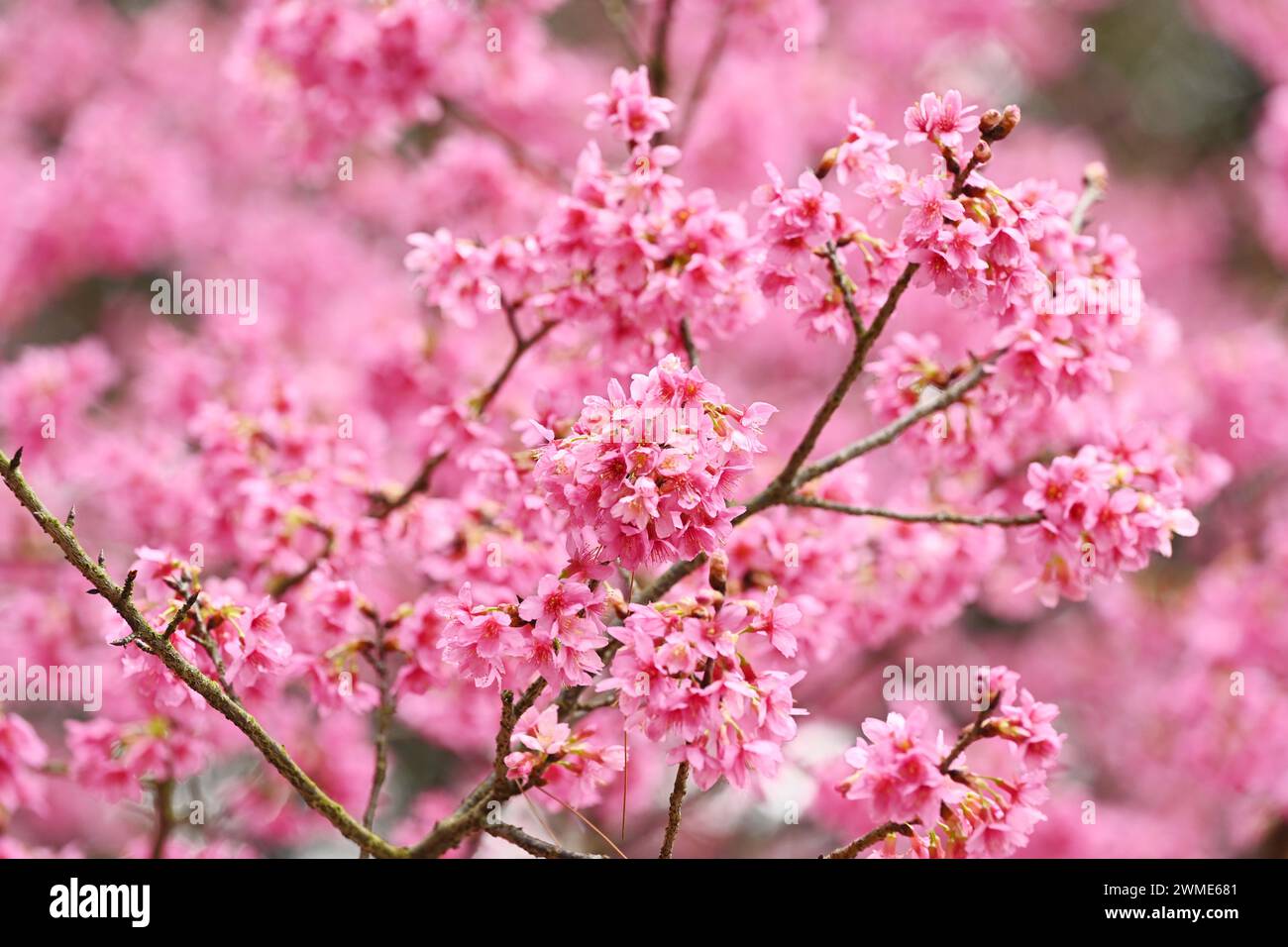 NANNING, CHINA - 25. FEBRUAR 2024 - Kirschblüten werden im Shimen Forest Park in Nanning, südchinesischer autonomer Region Guangxi Zhuang, am 25. Februar gesehen Stockfoto