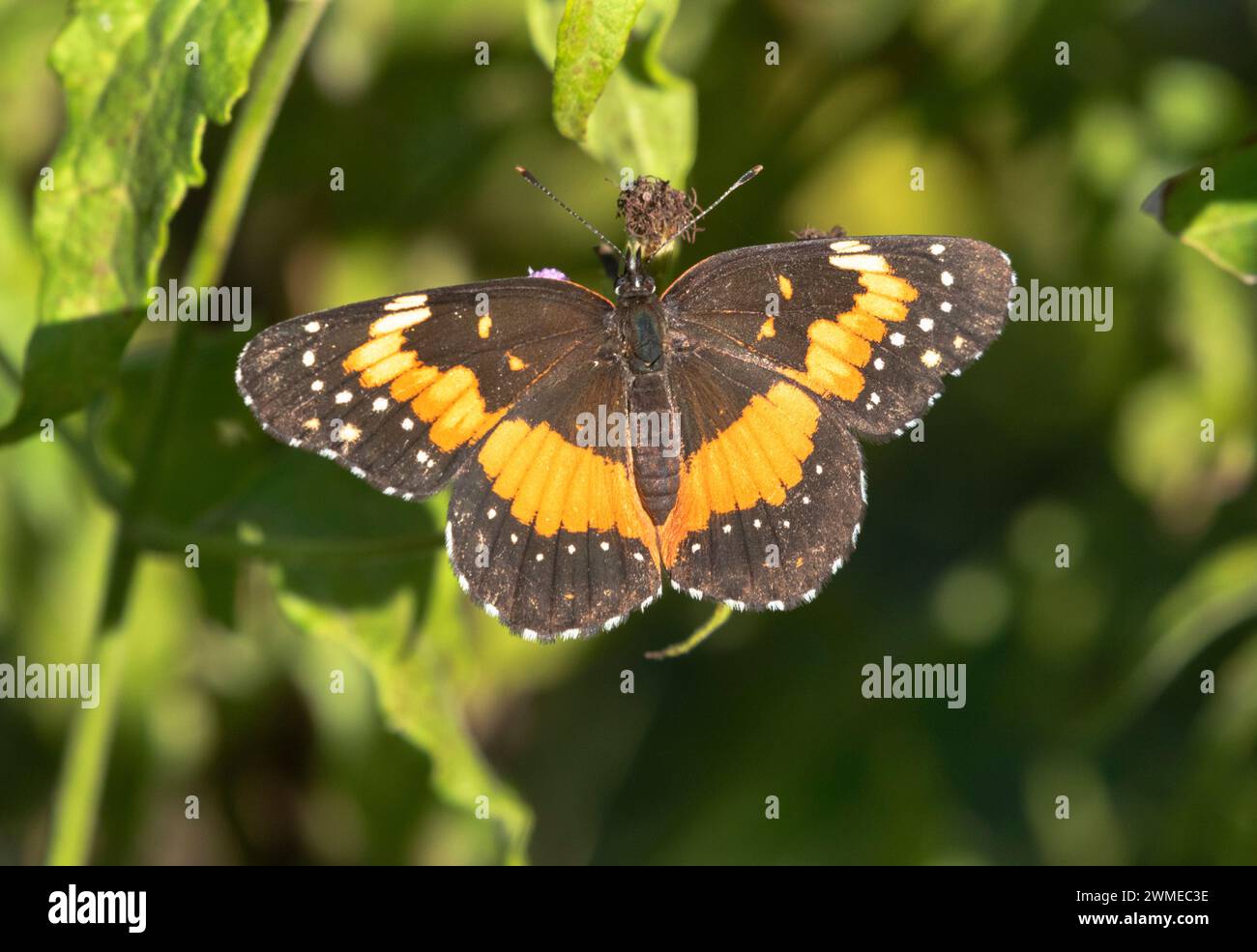 Umrandete Pflaster (Chlosyne lacinia), weibliche (größere) und männliche (kleinere) Balz auf blauen Nebelblumen (Conoclinium coelestinum), National BU Stockfoto