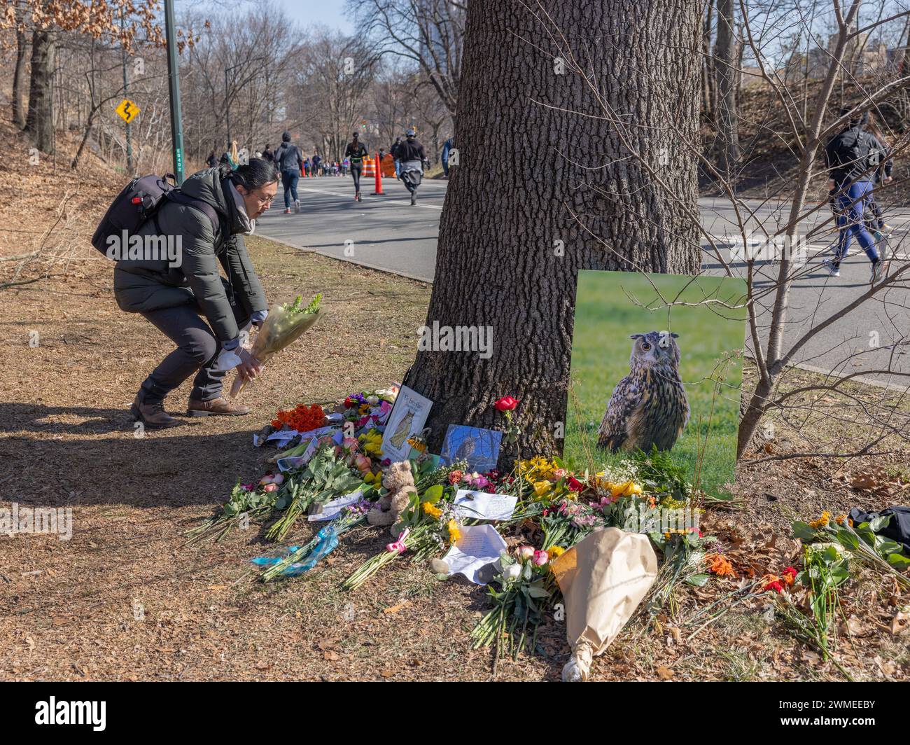 NEW YORK, N.Y. – 25. Februar 2024: Eine Person legt Blumen an einem provisorischen Denkmal für Flaco die Eule im Central Park. Stockfoto