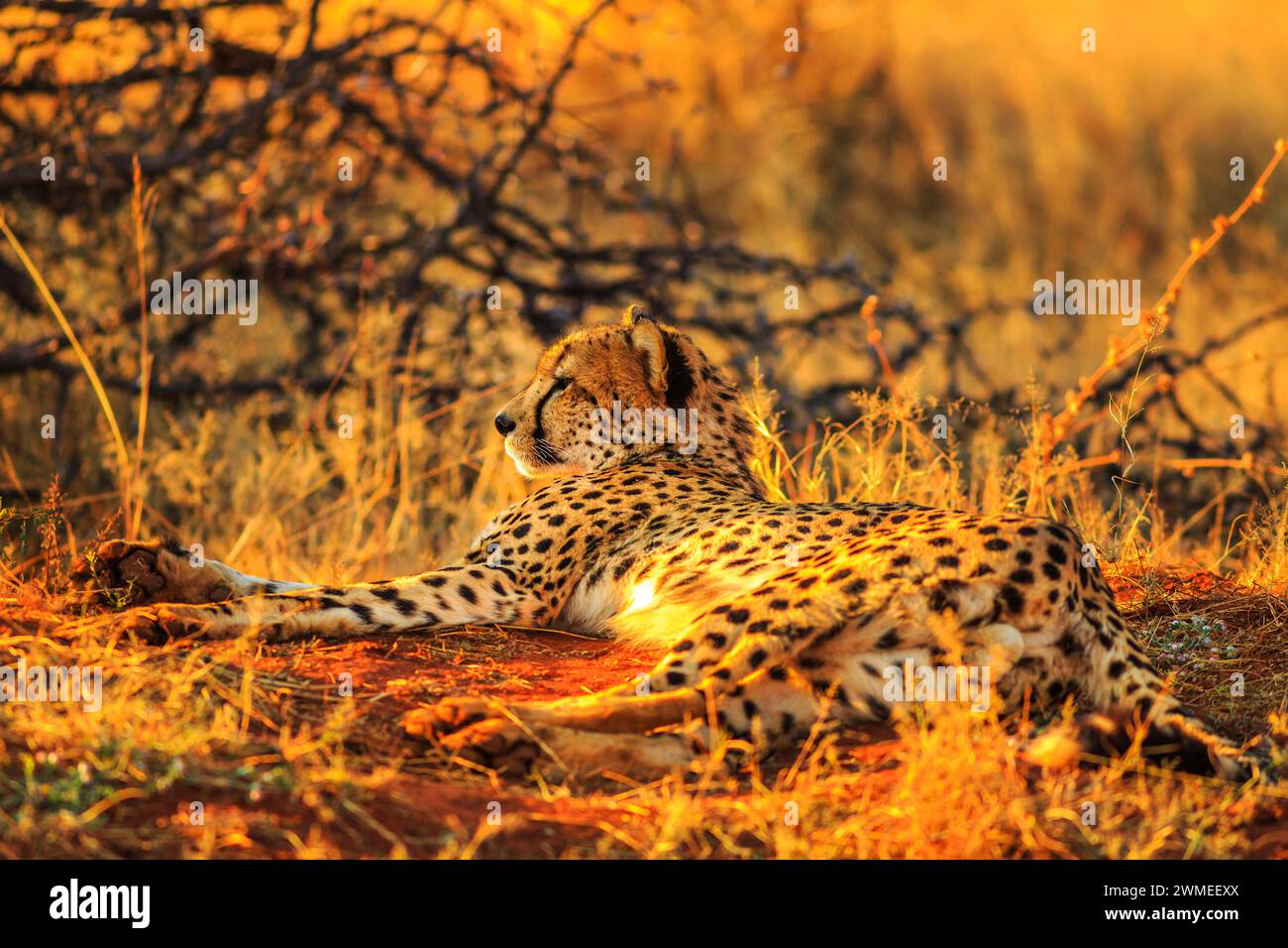 Seitenansicht des afrikanischen Geparden, Acinonyx jubatus, einer Familie von Feliden, die auf rotem Wüstensand im Madikwe Game Reserve, Südafrika, ruht. Sonnenuntergangslicht. Stockfoto