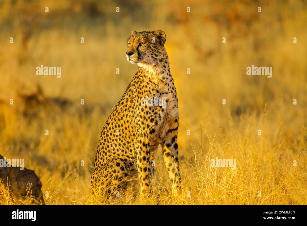 Afrikanische Gepardenart Acinonyx jubatus, Familie der Feliden, im Madikwe Game Reserve, Südafrika. Natürlicher Lebensraum in der Trockenzeit mit Unschärfe Stockfoto