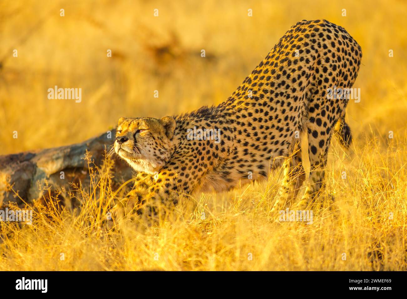 Eleganter Gepard bereitet sich auf den Angriff im trockenen Gras der Savanne vor. Acinonyx jubatus, Familie der Feliden, Madikwe Game Reserve, Südafrika. Stockfoto