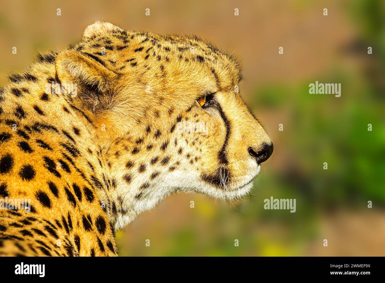 Portrait von cheetah Art Acinonyx jubatus, Familie der Feliden, in Südafrika. Seitenansicht der afrikanischen Geparden auf unscharfen Hintergrund im natürlichen Lebensraum Stockfoto