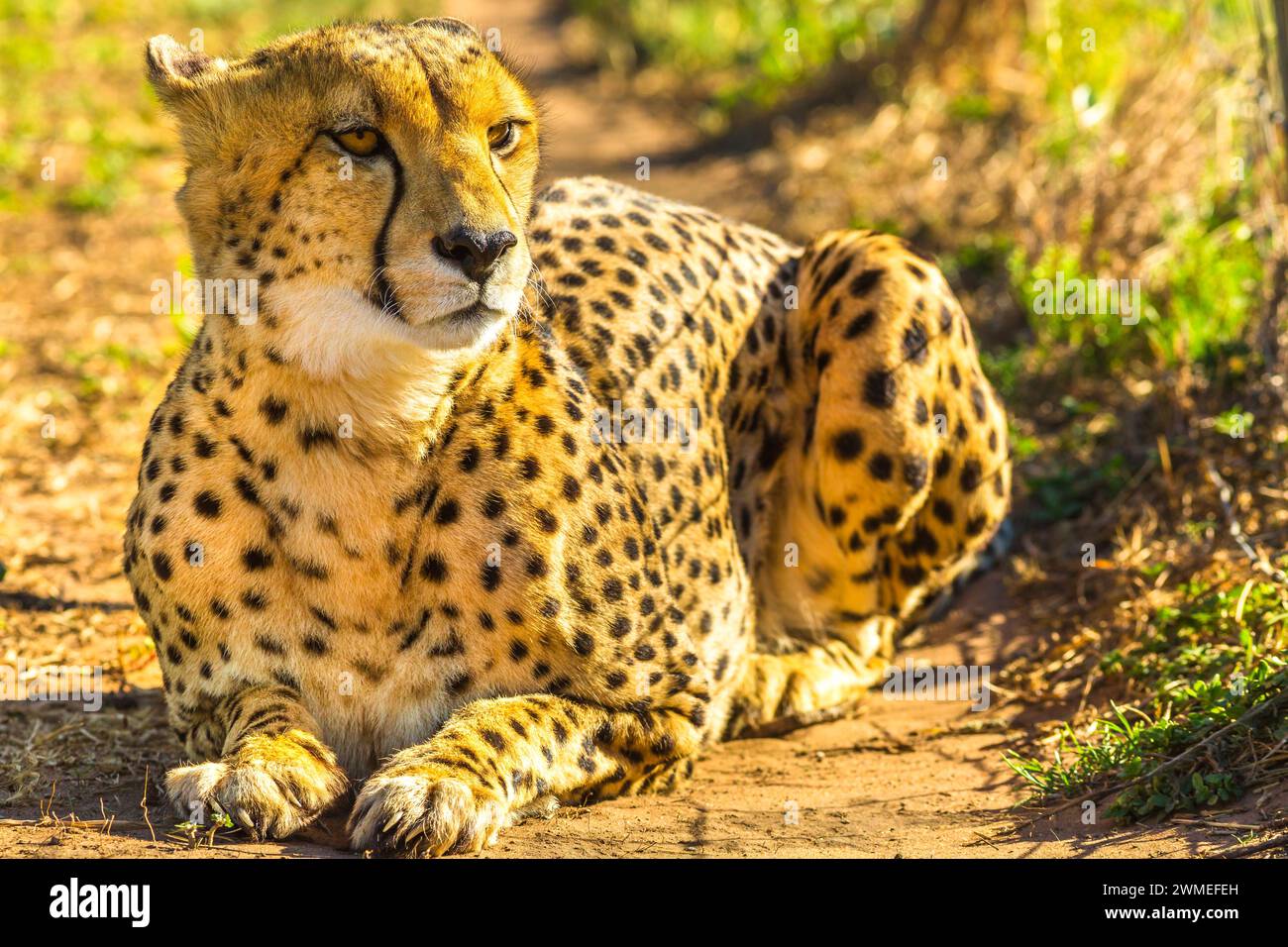 Afrikanischer Gepard, der draußen sitzt. Natürlicher Lebensraum von Savannah, Südafrika. Stockfoto