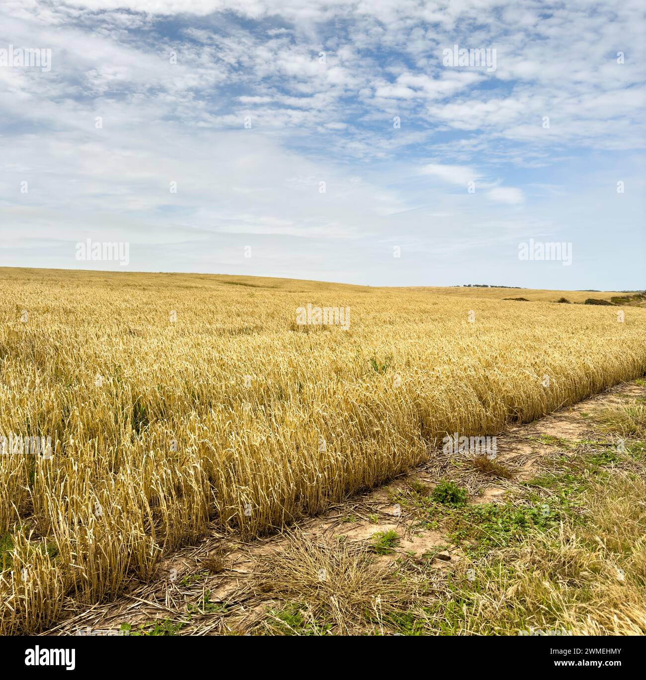 Getreidefelder, die für die Ernte bereit sind, erstrecken sich bis in die Ferne in Südaustralien Stockfoto