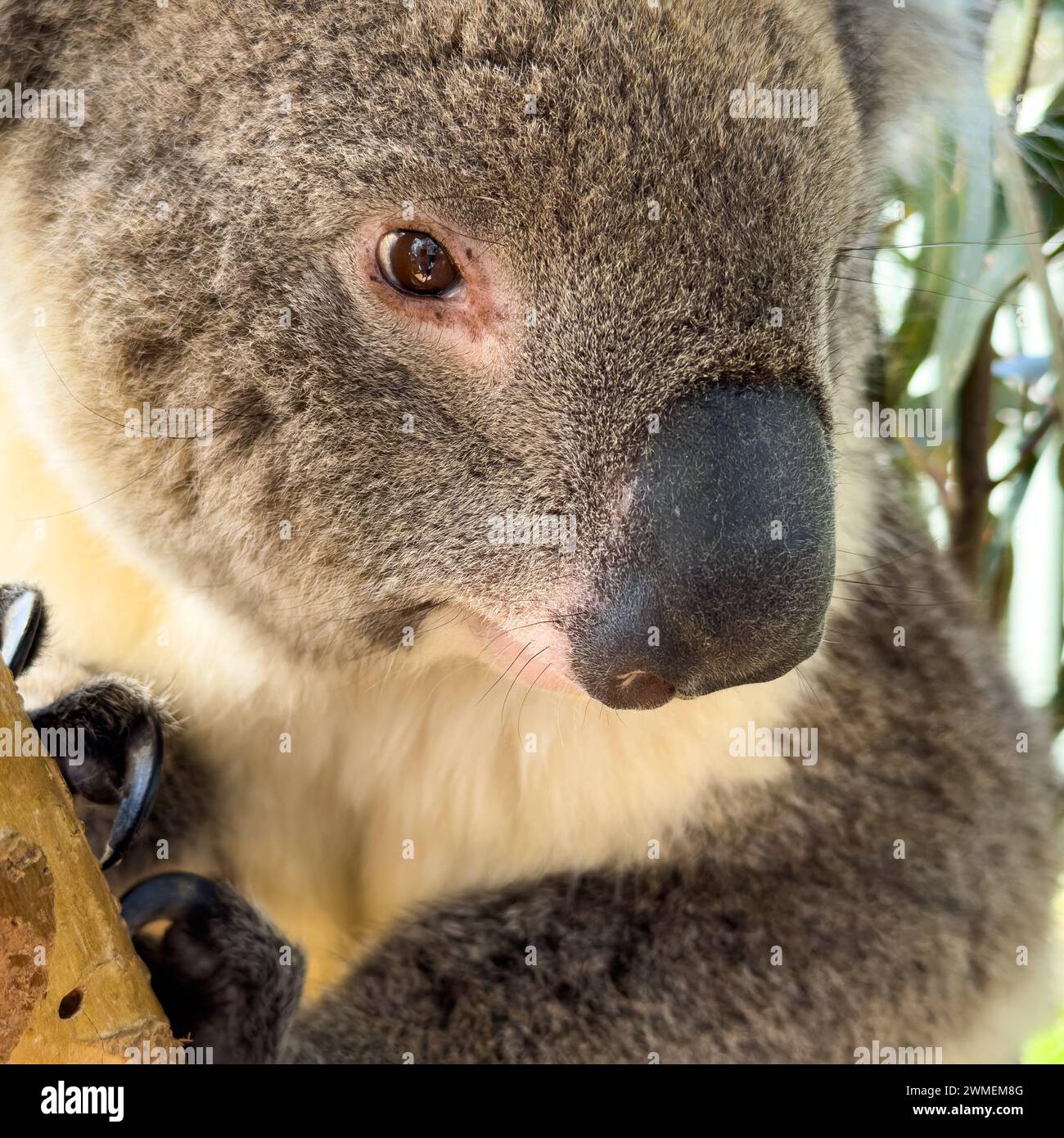 Ein in Australien heimischer Koala-Bär sitzt in einem Gummibaum Stockfoto