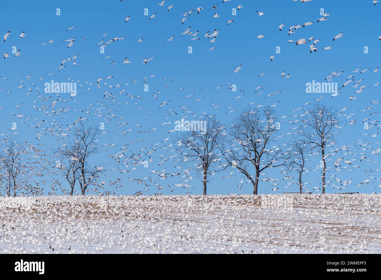 Herde von Schneegänsen (Anser caerulescens) auf Frühlingswanderung Nordland auf Maisfeld im ländlichen Pennsylvania Stockfoto