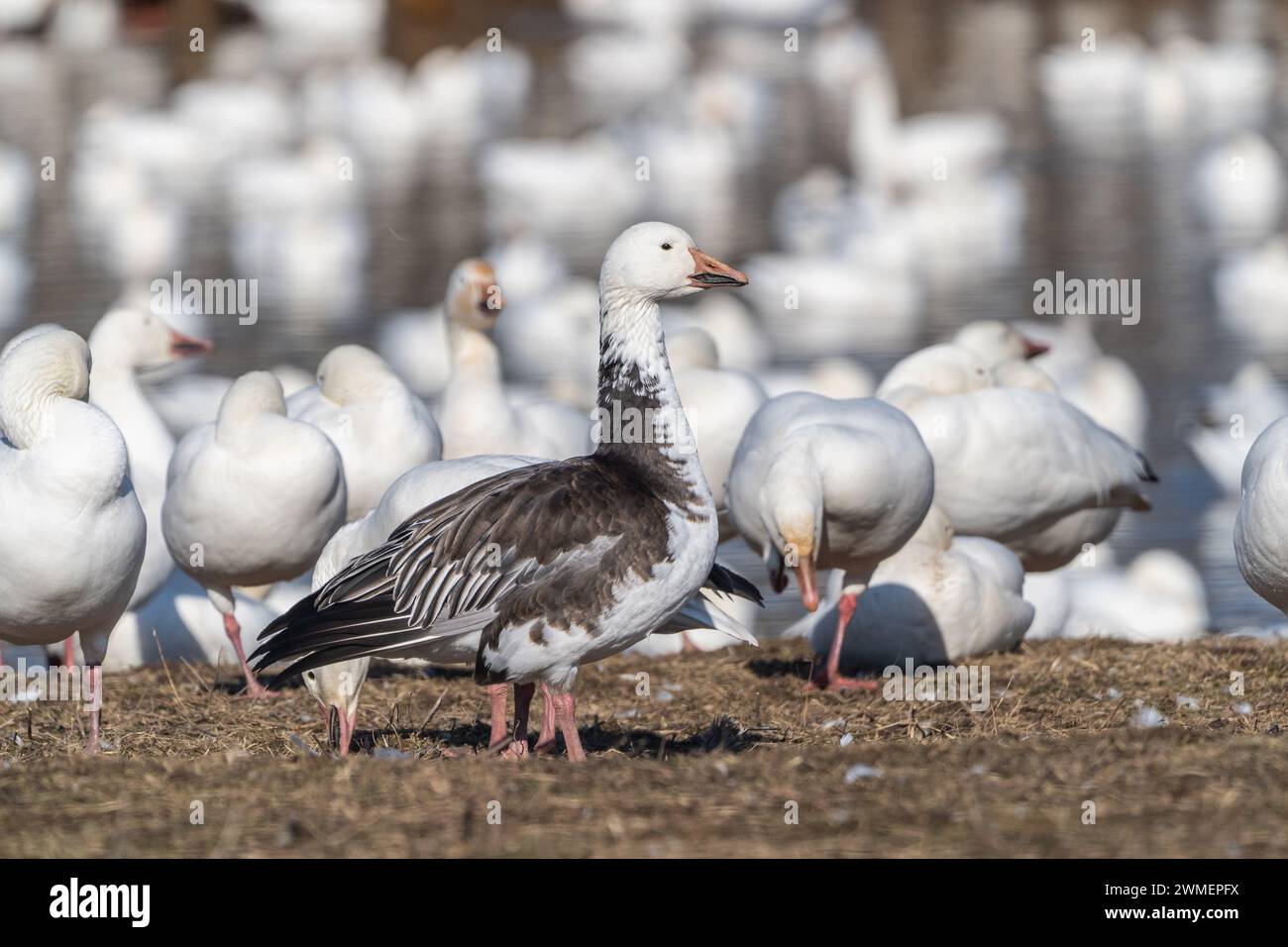 Nahaufnahme von blauer Schneegänse am Teich im ländlichen Berks County, Pennsylvanai Stockfoto