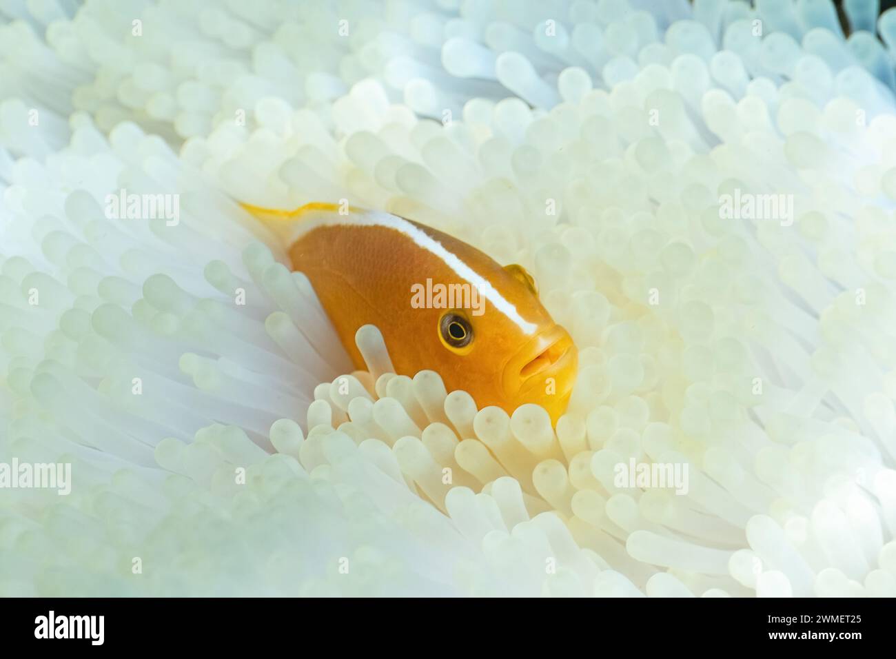 Anemonenbleiche durch El-Niño-Effekt in der Lagune von Mayotte Stockfoto