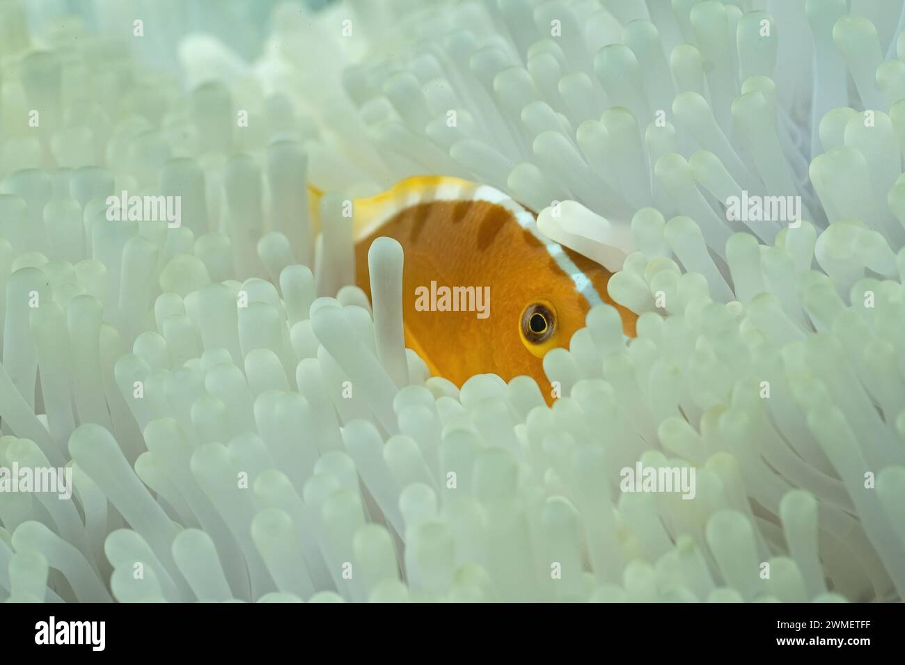 Anemonenbleiche aufgrund der warmen Temperatur in der Mayotte Lagune im Indischen Ozean Stockfoto