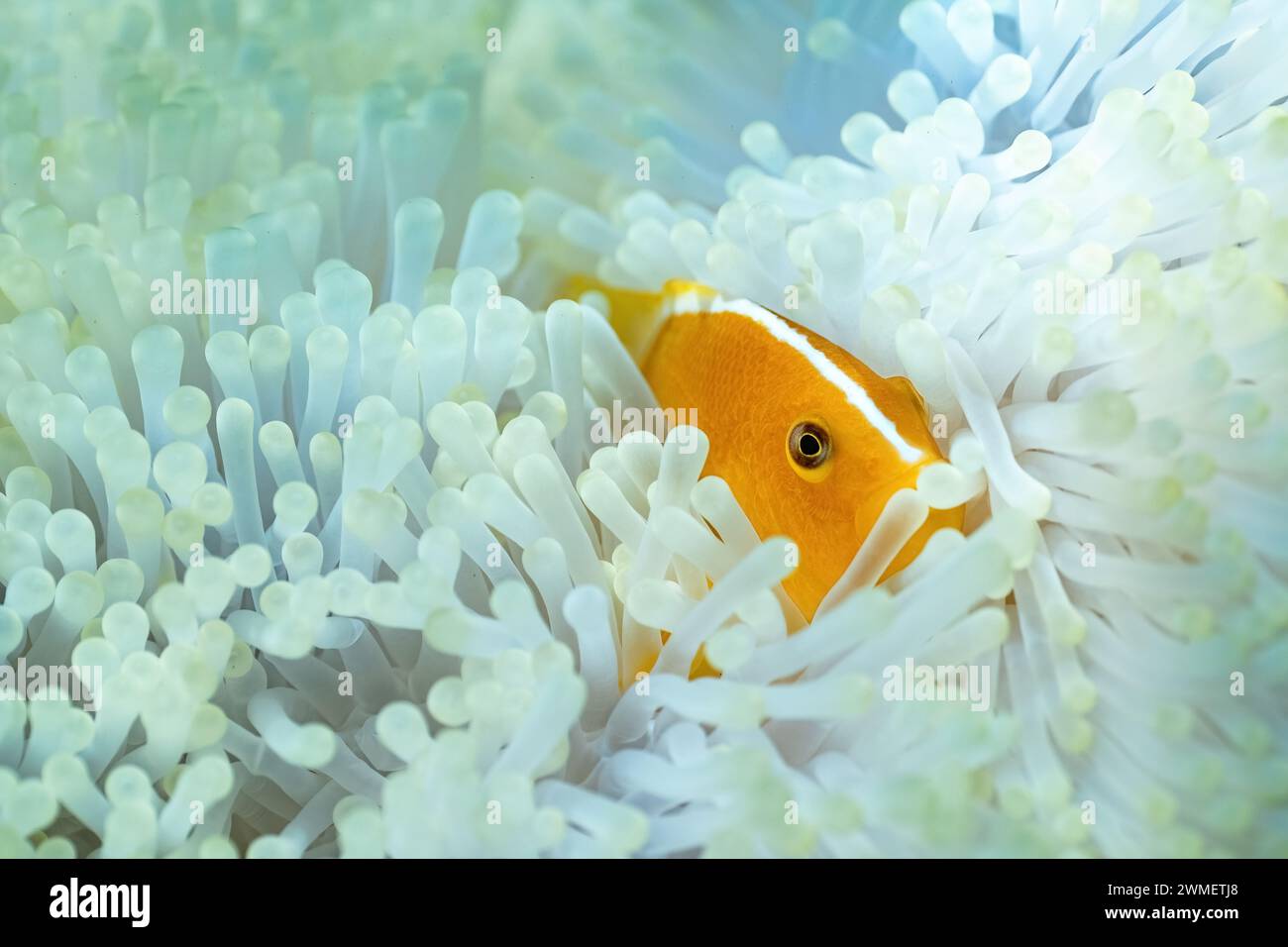 Anemonenbleiche aufgrund der warmen Temperatur in der Mayotte Lagune im Indischen Ozean Stockfoto